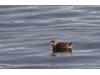 Photo of Brachyramphus marmoratus